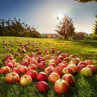 apples